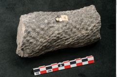Foto (Seitenansicht) von Knorria imbricata Sternbg. (NHMW-GEO-2024-0188-11041)
